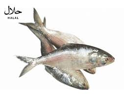 00118-2-fish-kaski-bangladesh-250gpg.jpg